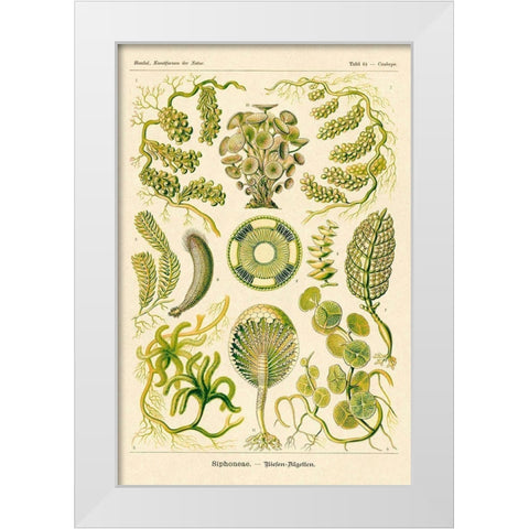 Haeckel Nature Illustrations: Siphoneae Hydrozoa White Modern Wood Framed Art Print by Haeckel, Ernst