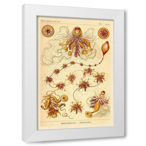 Haeckel Nature Illustrations: Siphoneae Hydrozoa White Modern Wood Framed Art Print by Haeckel, Ernst