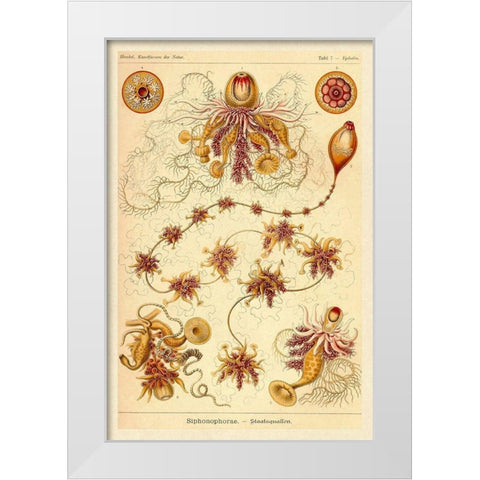 Haeckel Nature Illustrations: Siphoneae Hydrozoa White Modern Wood Framed Art Print by Haeckel, Ernst
