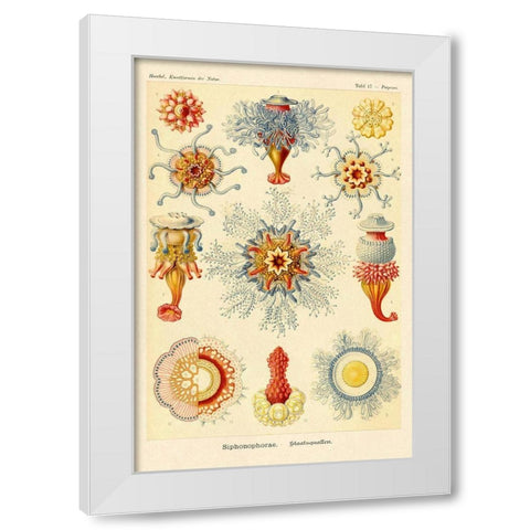 Haeckel Nature Illustrations: Siphoneae Hydrozoa White Modern Wood Framed Art Print by Haeckel, Ernst