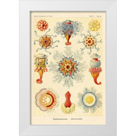 Haeckel Nature Illustrations: Siphoneae Hydrozoa White Modern Wood Framed Art Print by Haeckel, Ernst