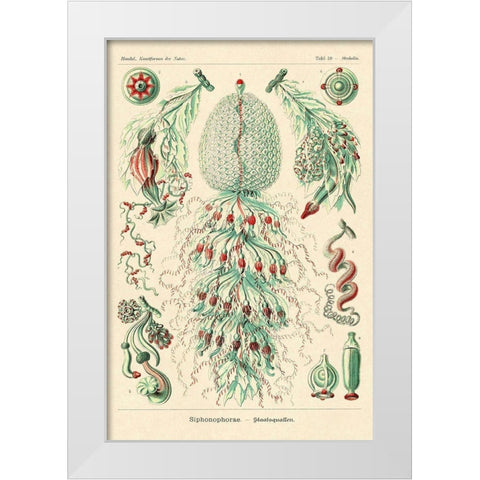 Haeckel Nature Illustrations: Siphoneae Hydrozoa White Modern Wood Framed Art Print by Haeckel, Ernst