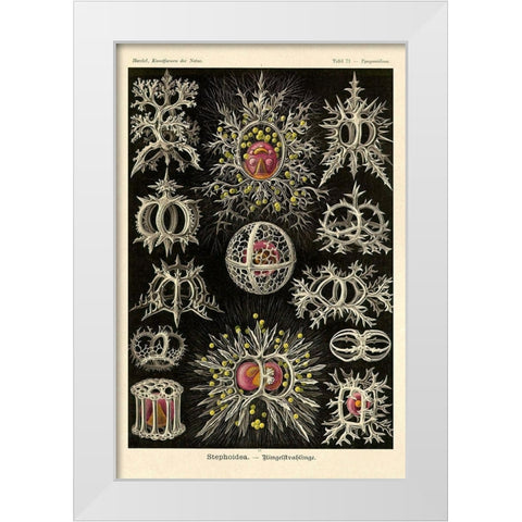 Haeckel Nature Illustrations: Stephoidea White Modern Wood Framed Art Print by Haeckel, Ernst