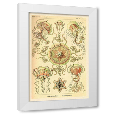 Haeckel Nature Illustrations: Trachomedusae - Jellyfish White Modern Wood Framed Art Print by Haeckel, Ernst
