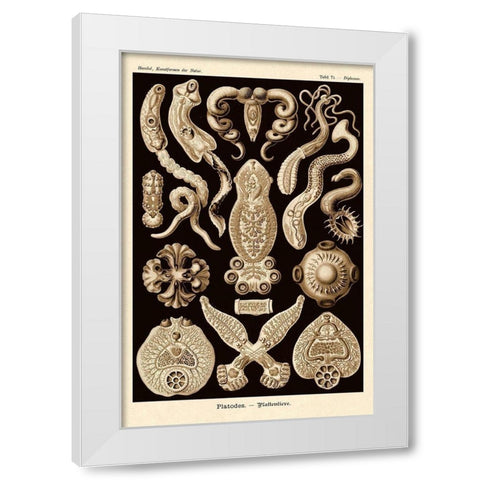 Haeckel Nature Illustrations: Flatworms - Sepia Tint White Modern Wood Framed Art Print by Haeckel, Ernst