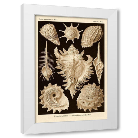 Haeckel Nature Illustrations: Gastropods - Sepia Tint White Modern Wood Framed Art Print by Haeckel, Ernst