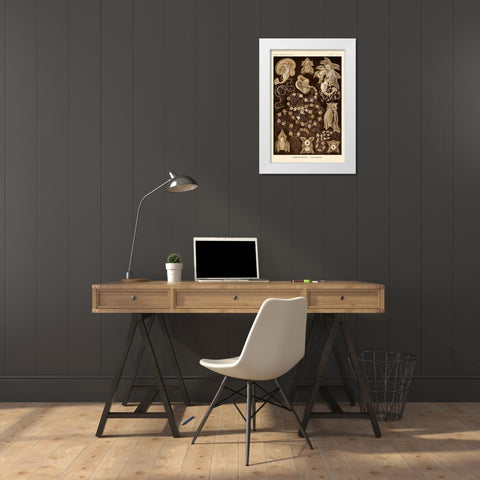 Haeckel Nature Illustrations: Siphoneae Hydrozoa - Sepia Tint White Modern Wood Framed Art Print by Haeckel, Ernst