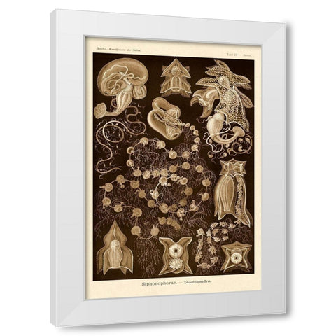 Haeckel Nature Illustrations: Siphoneae Hydrozoa - Sepia Tint White Modern Wood Framed Art Print by Haeckel, Ernst