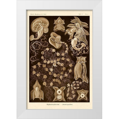 Haeckel Nature Illustrations: Siphoneae Hydrozoa - Sepia Tint White Modern Wood Framed Art Print by Haeckel, Ernst