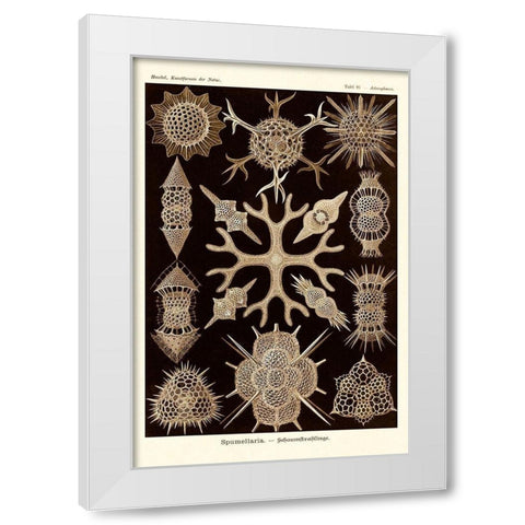 Haeckel Nature Illustrations: Spumellaria - Sepia Tint White Modern Wood Framed Art Print by Haeckel, Ernst