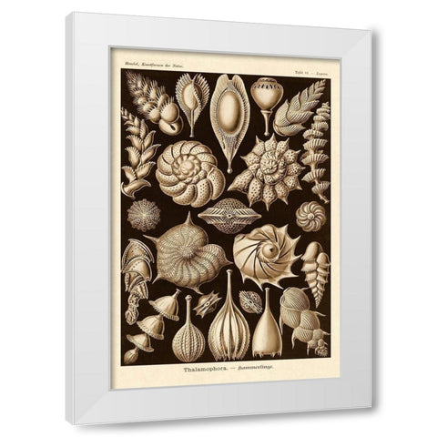 Haeckel Nature Illustrations: Thalamophora, Forminifera - Sepia Tint White Modern Wood Framed Art Print by Haeckel, Ernst