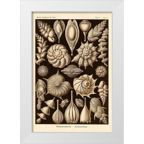 Haeckel Nature Illustrations: Thalamophora, Forminifera - Sepia Tint White Modern Wood Framed Art Print by Haeckel, Ernst