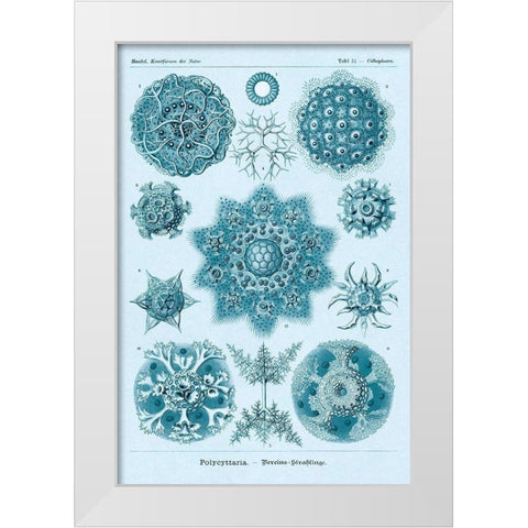 Haeckel Nature Illustrations: Polycytaria Radiolaria - Blue-Green Tint White Modern Wood Framed Art Print by Haeckel, Ernst
