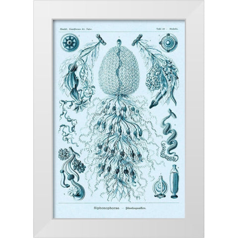 Haeckel Nature Illustrations: Siphoneae Hydrozoa - Blue-Green Tint White Modern Wood Framed Art Print by Haeckel, Ernst