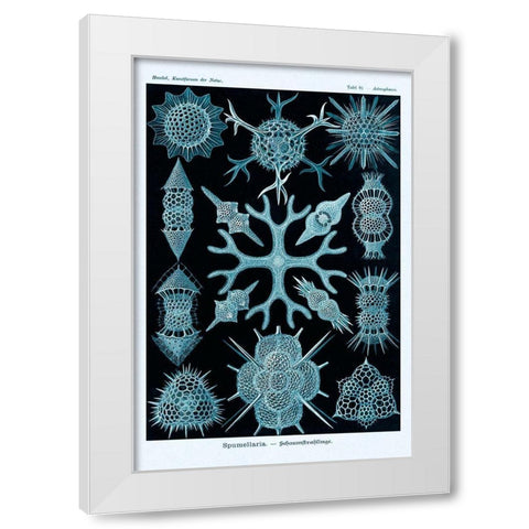 Haeckel Nature Illustrations: Spumellaria - Blue-Green Tint White Modern Wood Framed Art Print by Haeckel, Ernst
