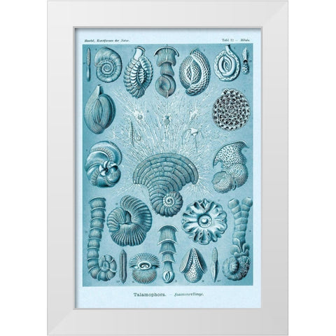 Haeckel Nature Illustrations: Talamophora, Formanifera, Rhisopods - Blue-Green Tint White Modern Wood Framed Art Print by Haeckel, Ernst