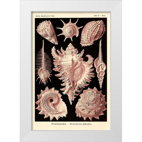 Haeckel Nature Illustrations: Gastropods - Rose Tint White Modern Wood Framed Art Print by Haeckel, Ernst