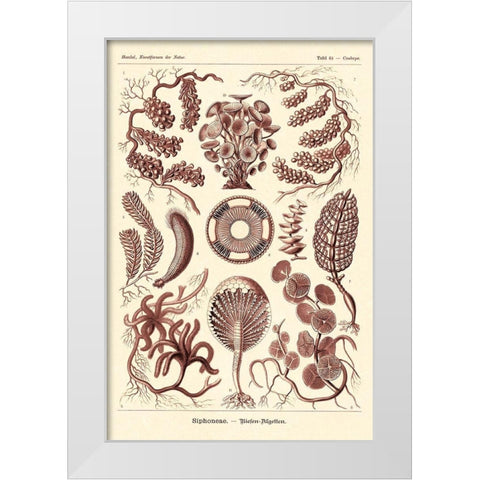 Haeckel Nature Illustrations: Siphoneae Hydrozoa - Rose Tint White Modern Wood Framed Art Print by Haeckel, Ernst