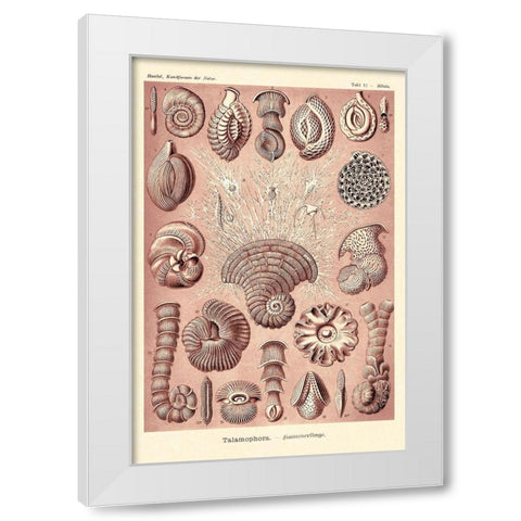 Haeckel Nature Illustrations: Talamophora, Formanifera, Rhisopods - Rose Tint White Modern Wood Framed Art Print by Haeckel, Ernst