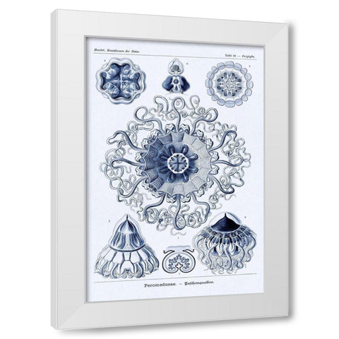 Haeckel Nature Illustrations: Polycytaria Radiolaria - Dark Blue Tint White Modern Wood Framed Art Print by Haeckel, Ernst