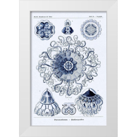 Haeckel Nature Illustrations: Polycytaria Radiolaria - Dark Blue Tint White Modern Wood Framed Art Print by Haeckel, Ernst