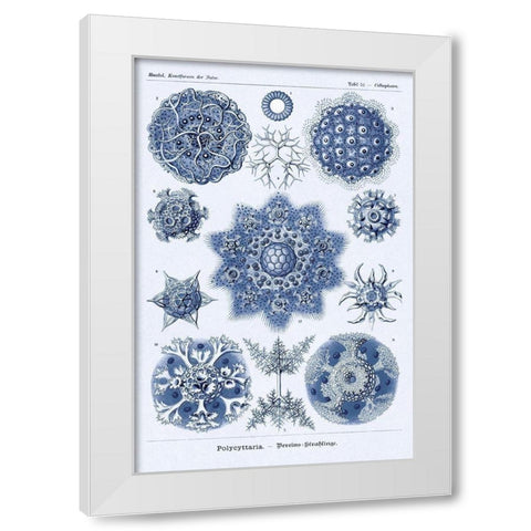 Haeckel Nature Illustrations: Siphoneae Hydrozoa - Dark Blue Tint White Modern Wood Framed Art Print by Haeckel, Ernst