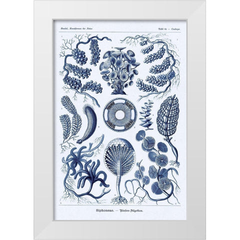 Haeckel Nature Illustrations: Siphoneae Hydrozoa - Dark Blue Tint White Modern Wood Framed Art Print by Haeckel, Ernst