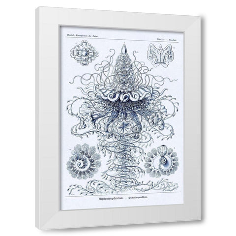 Haeckel Nature Illustrations: Tubularida - Tubularians - Dark Blue Tint White Modern Wood Framed Art Print by Haeckel, Ernst