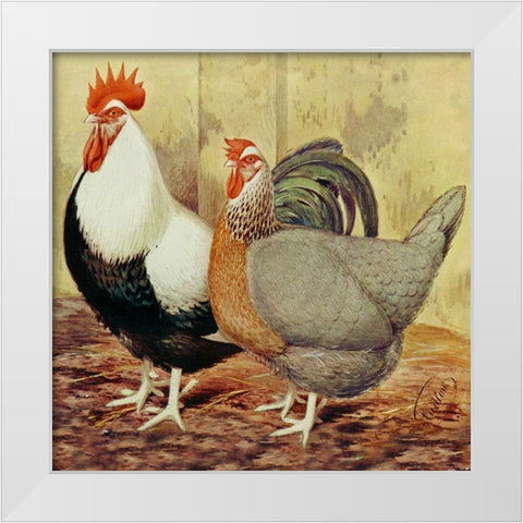 Chickens: Silver-Grey Dorkings White Modern Wood Framed Art Print by Wright, Lewis