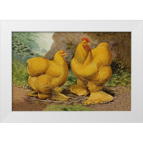Chickens: Buff Cochins White Modern Wood Framed Art Print by Wright, Lewis