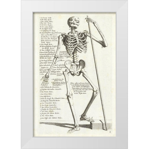 Anatomical diagram showing human skeleton, front view, with legends White Modern Wood Framed Art Print by Bollmann, Hieronymus