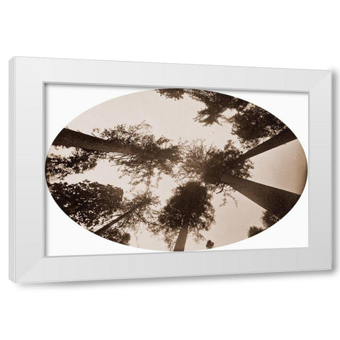 Among The Tree Tops Calaveras Grove White Modern Wood Framed Art Print by Watkins, Carleton