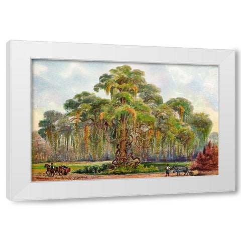 Terminalia auf Java Riesenbaum mit Lianen White Modern Wood Framed Art Print by Haeckel, Ernst