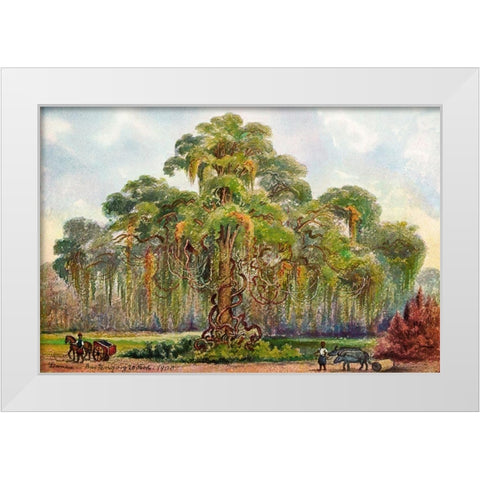 Terminalia auf Java Riesenbaum mit Lianen White Modern Wood Framed Art Print by Haeckel, Ernst