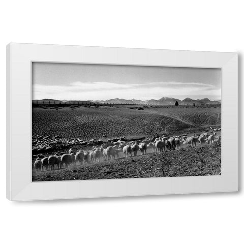 Flock in Owens Valley, California, 1941 White Modern Wood Framed Art Print by Adams, Ansel