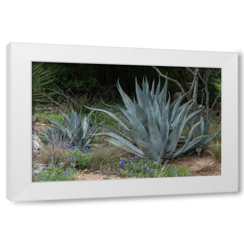 Agave and Bluebonnets at the Lady Bird Johnson Wildflower Center, near Austin, TX White Modern Wood Framed Art Print by Highmith, Carol