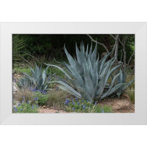 Agave and Bluebonnets at the Lady Bird Johnson Wildflower Center, near Austin, TX White Modern Wood Framed Art Print by Highmith, Carol