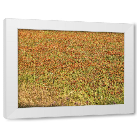 A field of wildflowers near the town of Tenton in Fannin County, TX, 2014 White Modern Wood Framed Art Print by Highmith, Carol