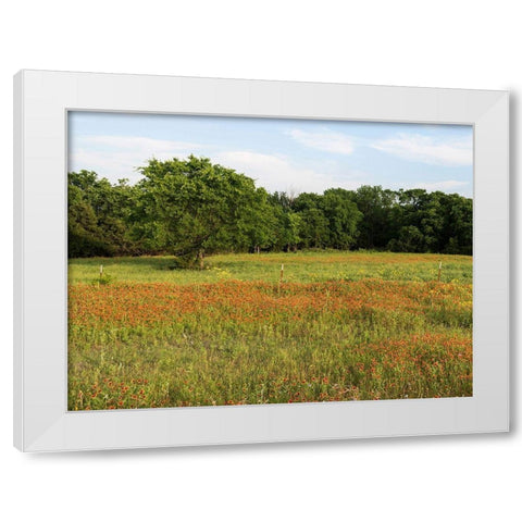 A field of wildflowers near the town of Trenton in Fannin County in Northeast Texas White Modern Wood Framed Art Print by Highmith, Carol
