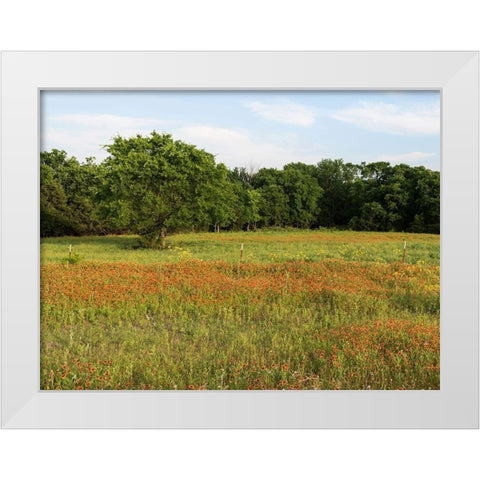 A field of wildflowers near the town of Trenton in Fannin County in Northeast Texas White Modern Wood Framed Art Print by Highmith, Carol