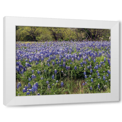 A pretty field of bluebonnets near Marble Falls, TX White Modern Wood Framed Art Print by Highmith, Carol