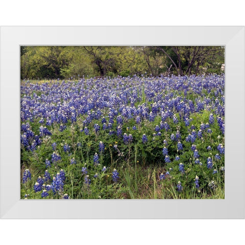A pretty field of bluebonnets near Marble Falls, TX White Modern Wood Framed Art Print by Highmith, Carol