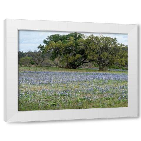 Field of bluebonnets in the Texas Hill Country, near Burnet White Modern Wood Framed Art Print by Highmith, Carol