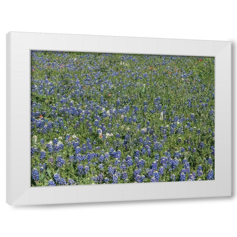 Bluebonnets, Fredericksburg, TX White Modern Wood Framed Art Print by Highmith, Carol