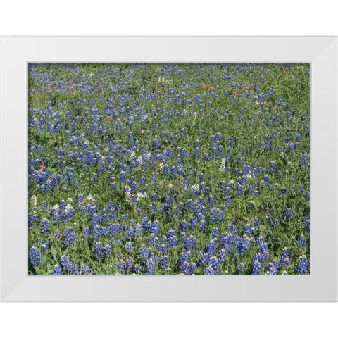 Bluebonnets, Fredericksburg, TX White Modern Wood Framed Art Print by Highmith, Carol