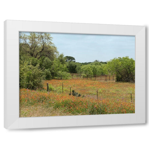 Field of wildflowers in Gonzales County, TX White Modern Wood Framed Art Print by Highmith, Carol
