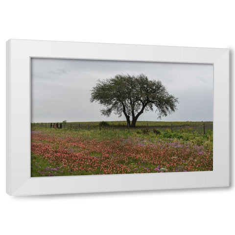 Wildflower field near Poteet in Atascosa County, TX White Modern Wood Framed Art Print by Highmith, Carol