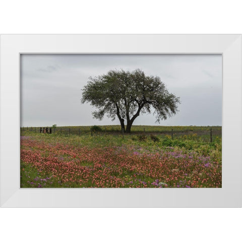 Wildflower field near Poteet in Atascosa County, TX White Modern Wood Framed Art Print by Highmith, Carol
