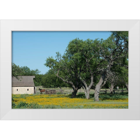 Horse on a meadow in the Lyndon B. Johnson National Historical Park in Johnson City, TX White Modern Wood Framed Art Print by Highmith, Carol