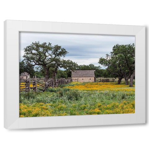 Vivid field of wildflowers in the Lyndon B. Johnson National Historical Park in Johnson City, TX White Modern Wood Framed Art Print by Highmith, Carol
